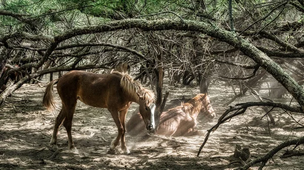 Дикі Коні Національному Лісі Тунто Поблизу Фінікса Штат Арізона — стокове фото