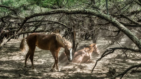 Wildpferde Tonto National Forest Der Nähe Von Phoenix Arizona — Stockfoto