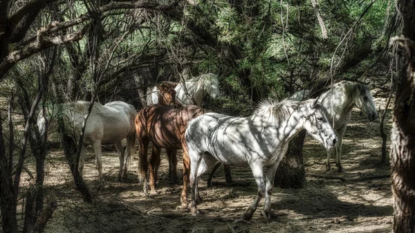 Salt River Wild Horses Tonto National Forest Phoenix Arizona — Stock Photo, Image