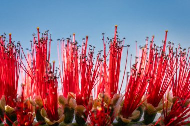 A bottlebush tree in bloom in red