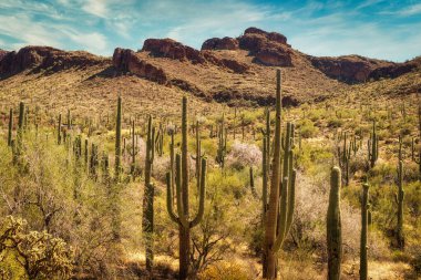 A large Saguaro cactus in the Sonoran Desert near Phoenix, Arizona and Superstition Mountain