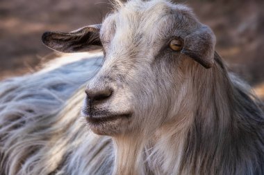 A goat resting in the shade on a hot day