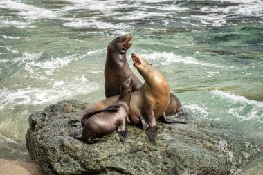 Kaliforniya Deniz Aslanları San Diego yakınlarındaki La Jolla Koyu 'nda