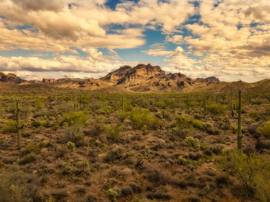 Saguaro kaktüsü, Phoenix, Arizona yakınlarındaki Sonoran Çölü 'nde dimdik ayakta duruyor.