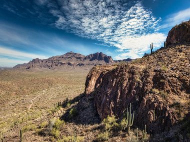 Saguaro kaktüsü, Phoenix, Arizona yakınlarındaki Sonoran Çölü 'nde dimdik ayakta duruyor.