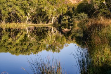 Cottonwood, Arizona yakınlarındaki Ölü At Eyalet Parkı 'nda büyük yeşil ağaçlar ve kuyruklarla çevrili güzel bir gölet. 