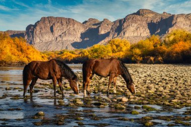 Arizona, Phoenix yakınlarında Salt River vahşi atları