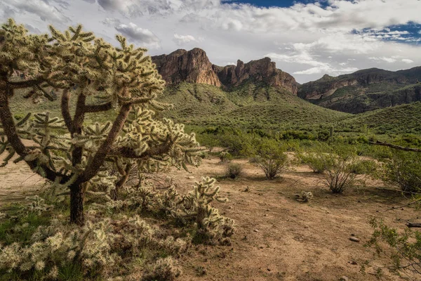 Batıl İnanç Vahşeti manzarası Phoenix, Arizona yakınlarında kaktüsle dolup taşıyor.