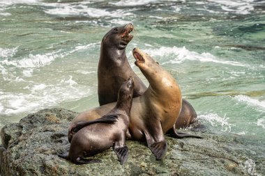 Kaliforniya Deniz Aslanları San Diego yakınlarındaki La Jolla Koyu 'nda