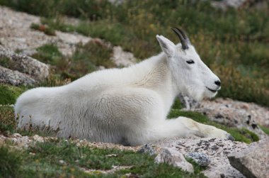 dağ keçisi (oreamnos americanus)