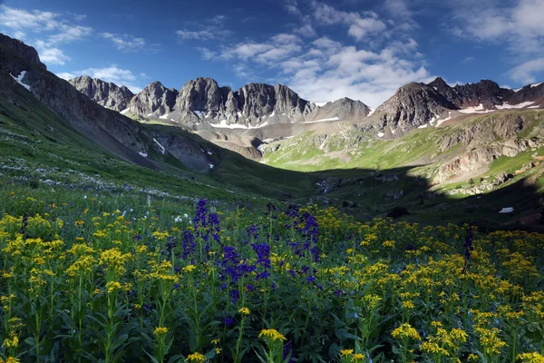 Wildblumen am amerikanischen Becken in den Colorado Rockies Stockbild