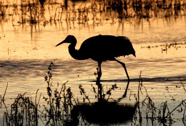 Sabah erken silouette Sandhill vinçler (Grus canadensis)
