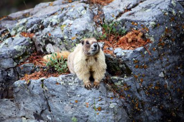 Marmot Colorado Rocky Dağları'nda Sarı karınlı
