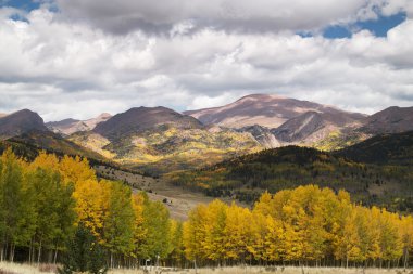 Altın Aspens Pikes Peak üzerinde
