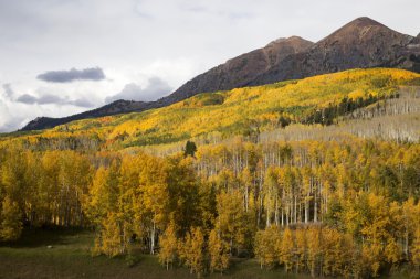 Kebler Pass sonbahar
