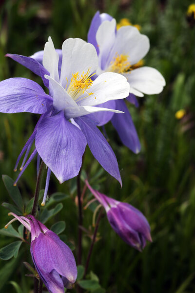 Blue Colomine (Aquilegia coerulea) at American BAsin in the San

