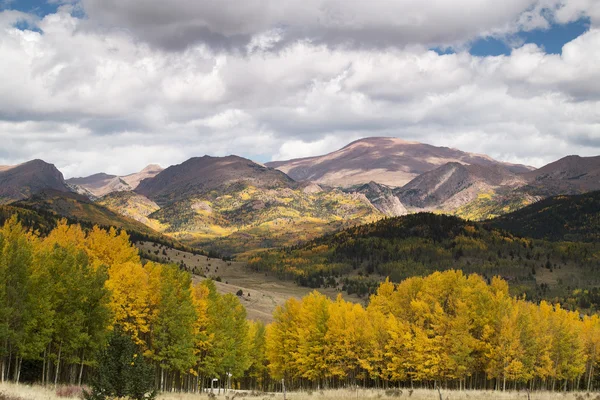 Golden Aspens on Pikes Peak — Stock Photo, Image