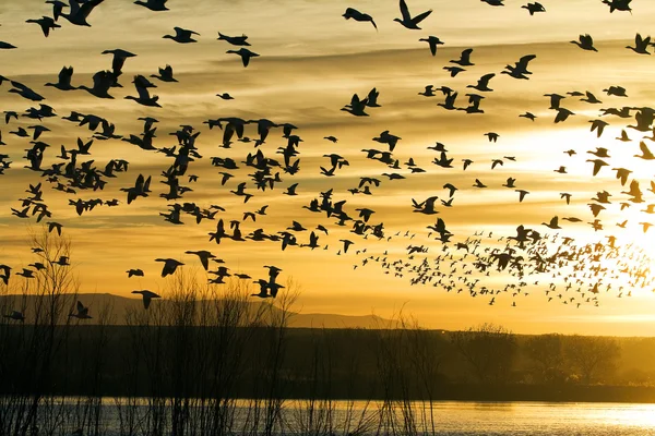 Schneegänse bei Sonnenaufgang — Stockfoto