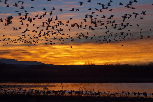 Bosque del Apache Milli Yaban hayatı Sığınağı Socor yakınındaki güneş doğarken