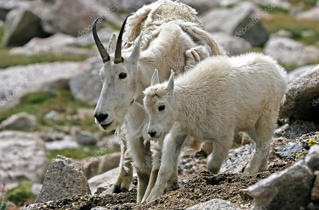 Mother And Baby Mountain Goat Oreamnos Americanus Stock Photo Image By C Brent 1