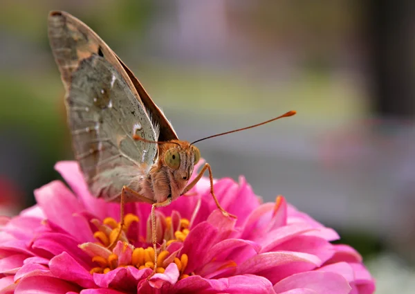 Nahaufnahme Schmetterling auf Blume — Stockfoto