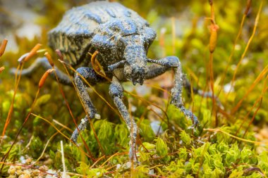 bahçede beetle