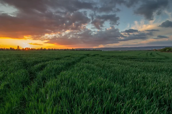 Vetefält vid solnedgången — Stockfoto