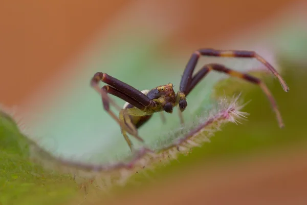 Hämähäkin makro — kuvapankkivalokuva