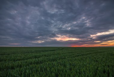  günbatımı üzerinde büyüyen buğday