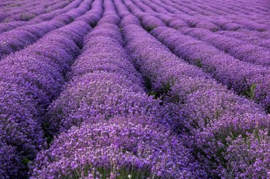 Lavanta satır alanı