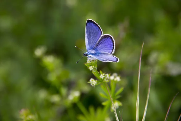 Erstaunliche blaue Schmetterling — Stockfoto