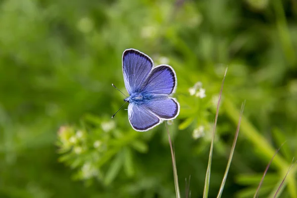 Blauer ausgebreiteter Schmetterling — Stockfoto