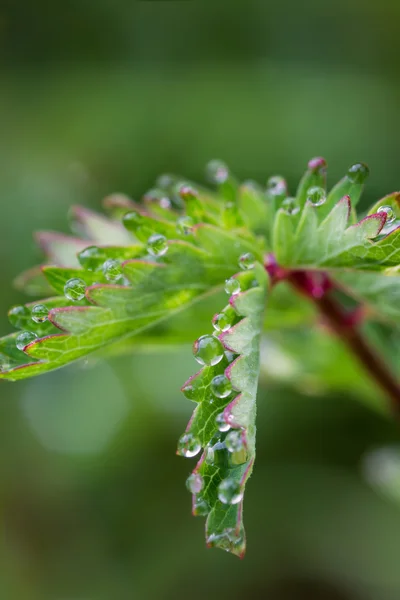 Beautiful macro of dew — Stock Photo, Image