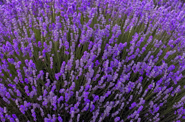 Flores de lavanda . — Fotografia de Stock