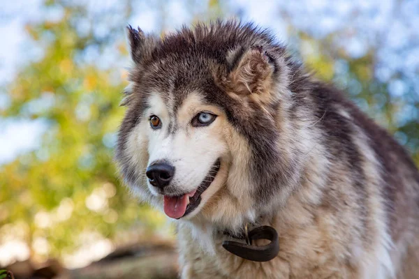 Retrato Grande Husky Siberiano Com Diferentes Olhos Coloridos — Fotografia de Stock