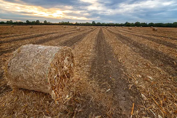 Scenic Zicht Grote Balen Hooi Het Veld Bij Zonsondergang Oogst — Stockfoto