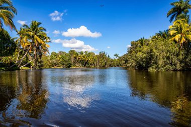 Palmiyelerin ve gölün güzel manzarası 