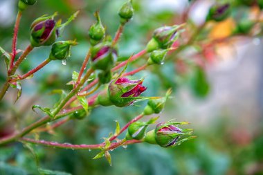 Bahçedeki şubede kırmızı gül tomurcukları. Bahçede çiçek açan güller. Çiçek arka planı.
