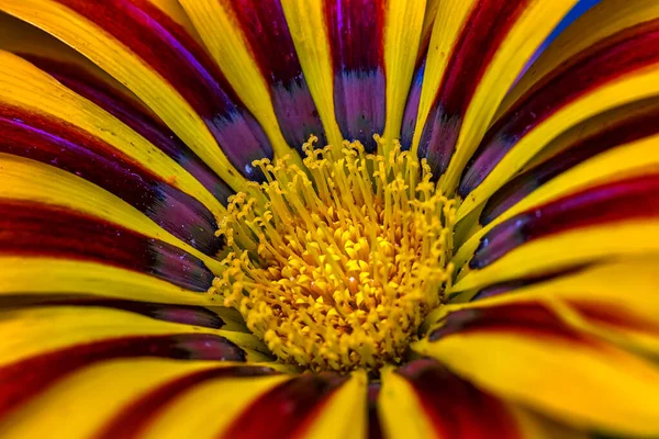 Güzel Gazania Çiçeği Güzel Bir Gazania Çiçeğinin Arka Planı Yumuşak — Stok fotoğraf
