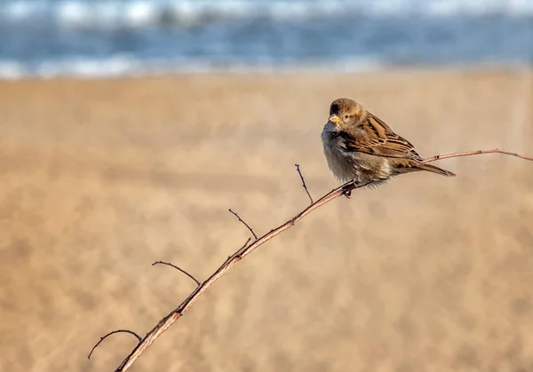 Jeden Roztomilý Vrabec Sedí Větvi Krásné Měkké Rozmazané Pozadí — Stock fotografie