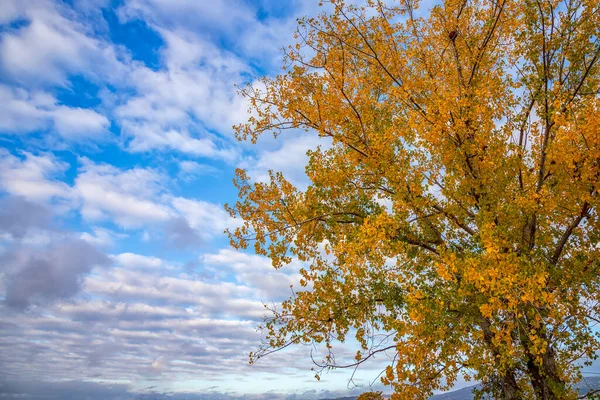 Beauty Autumn Colour Tree Yellow Leaves Beauty Sky — Stock Photo, Image