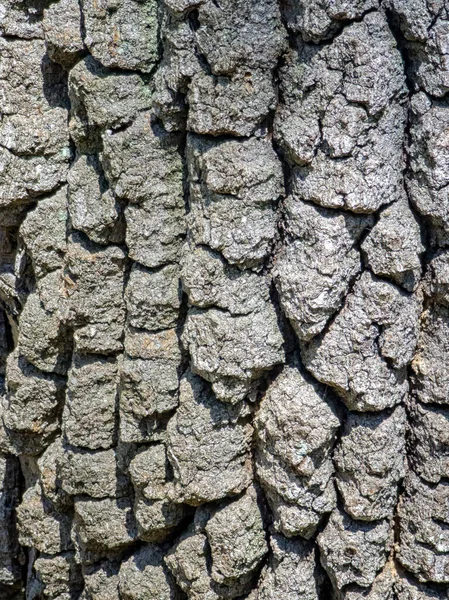 昼間は木の一部 デザイナーの請求書 木とその構造樹皮の質感 — ストック写真