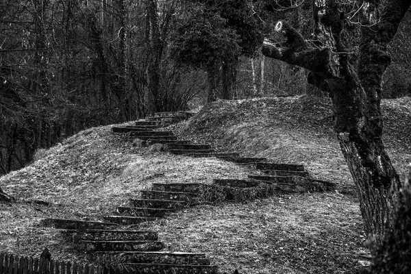 Mysteriöse Steintreppe Wald — Stockfoto