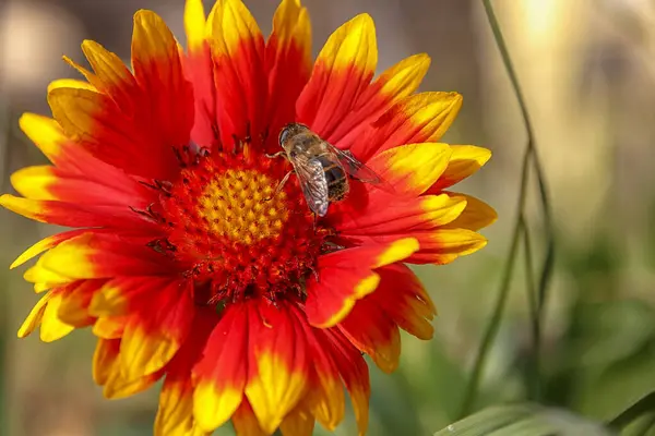 Frühling Bunte Nahaufnahme Einer Honigbiene Die Eine Leuchtend Rote Blume — Stockfoto