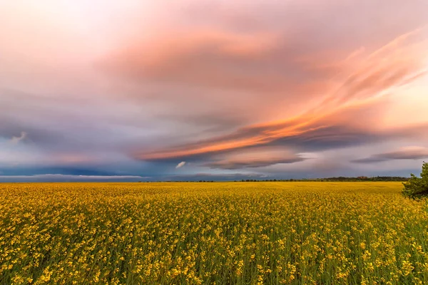 Increíbles Nubes Colores Sobre Campo Con Violación Amarilla — Foto de Stock
