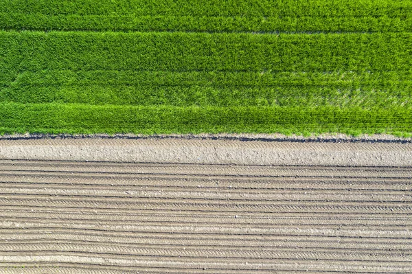 Luftbild Bodenreihen Vor Und Nach Der Pflanzung Horizontale Ansicht Der — Stockfoto