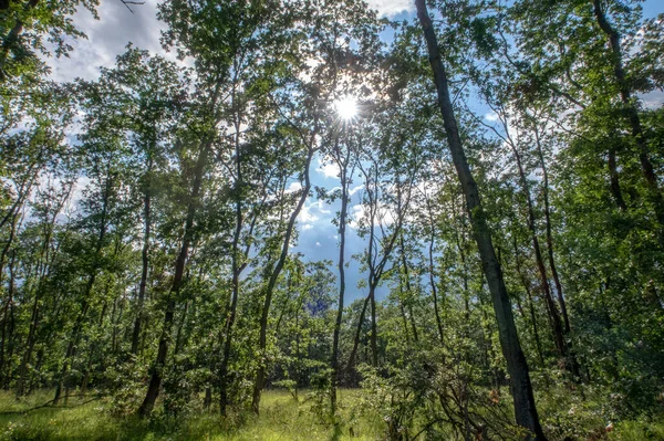 Árvores Altas Floresta Sol Entre Elas Vistas Baixo Para Cima — Fotografia de Stock