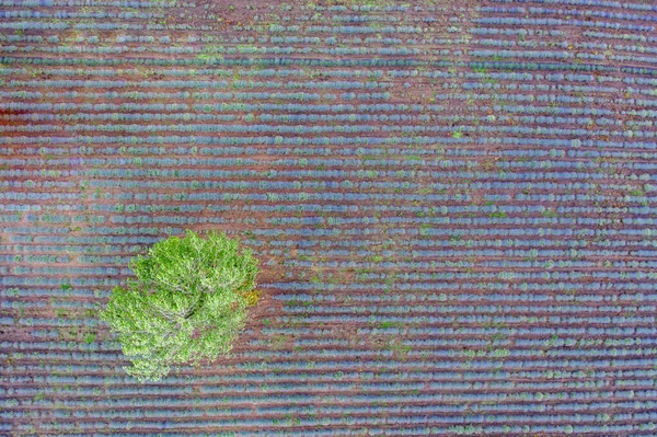 Aerial Top View Drone Tree Lavender Field —  Fotos de Stock