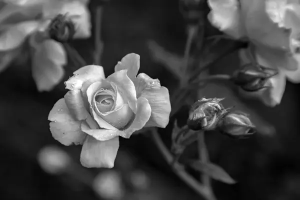 Tenderness Roses Dew Nature Blurred Background Top View Design Texture — Stok fotoğraf