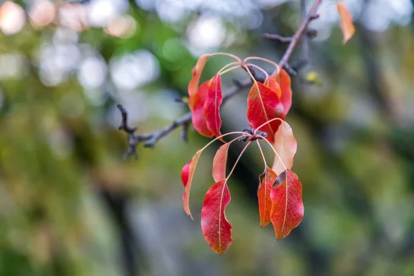 Beautiful Colorful Leaves Tree Branch Fall Blurred Background — Stock Photo, Image